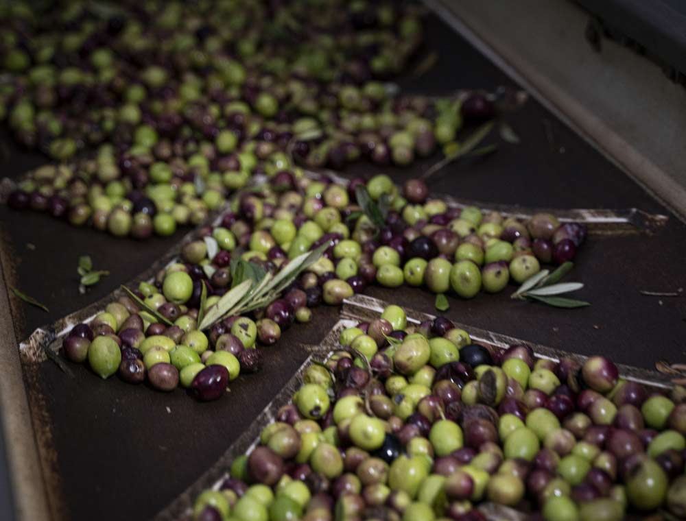 Eventi e curiosità Oleificiotodaro.it