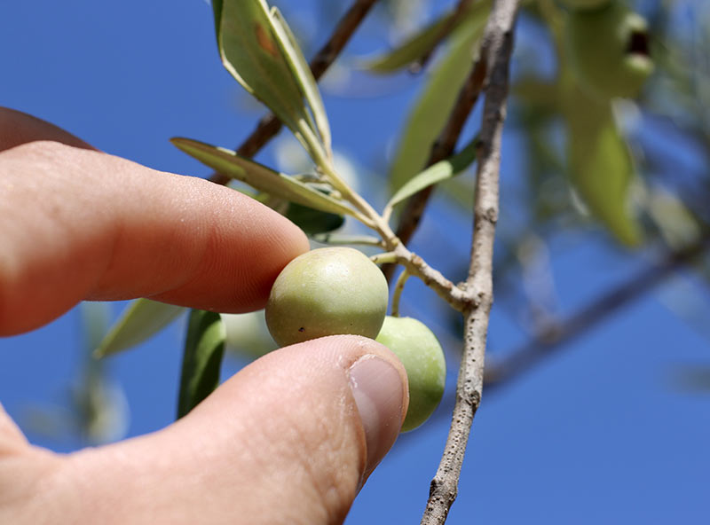 Ecosostenibilità - Oleificiotodaro.it