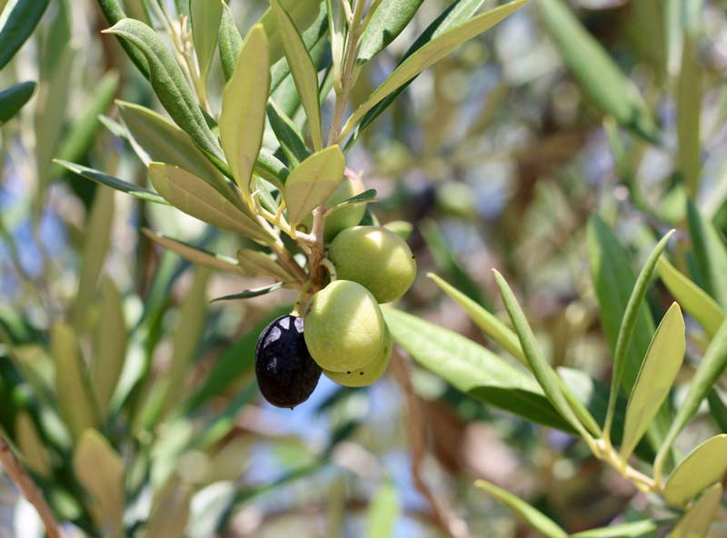 Ulivi siciliani, Oleificiotodaro.it
